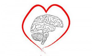 corazón y cerebro 
