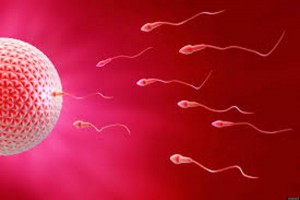 espermatozoides llegando al óvulo 