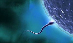 espermatozoide llegando al óvulo 